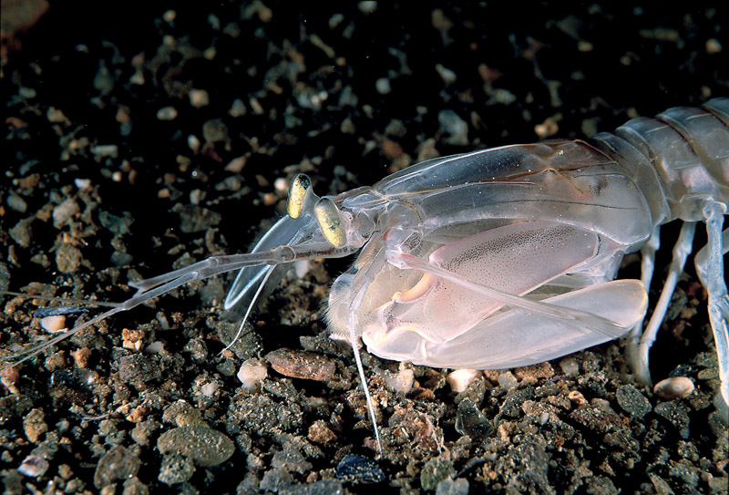 Squilla mantis